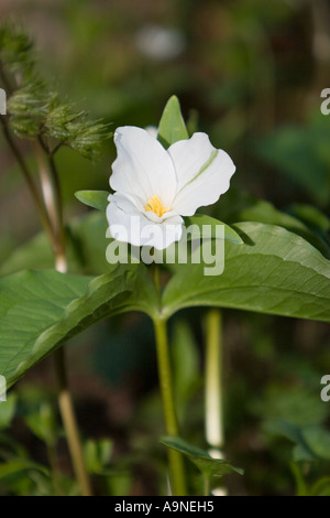 White Trillium Trillium Grandiflorum nelle Smoky Mountains Foto Stock