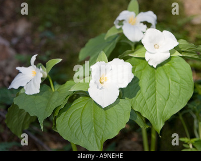 White Trillium Trillium Grandiflorum nelle Smoky Mountains Foto Stock