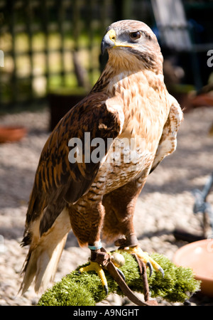 Un captive ferruginose Hawk Buteo regalis in piedi su un pesce persico Foto Stock