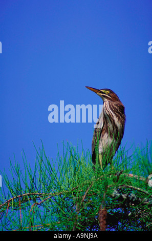 Un verde immaturi Heron Butorides striatus in un cipresso Loxahatchee National Wildlife Refuge FL Foto Stock