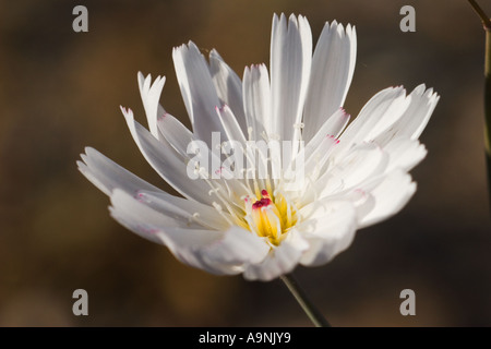 La ghiaia Ghost aka tabacco Atrichoseris erbaccia platyphylla nel Parco Nazionale della Valle della Morte in California negli Stati Uniti d'America Foto Stock