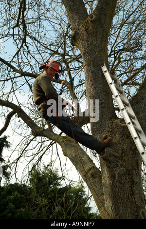 Tree chirurgo lavora in una struttura ad albero di cenere. Southern England Regno Unito Regno Unito Foto Stock