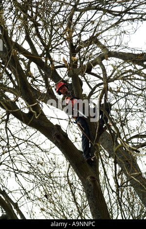 Tree chirurgo lavora in una struttura ad albero di cenere. Southern England Regno Unito Regno Unito Foto Stock