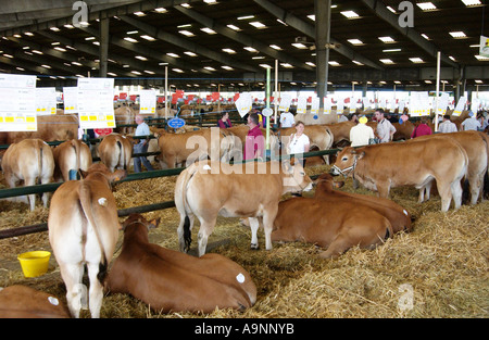 Bovini Fayre in Parthenay, Francia Foto Stock