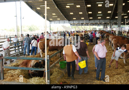 Bovini Fayre in Parthenay, Francia Foto Stock