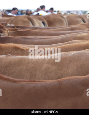 Bovini Fayre in Parthenay, Francia Foto Stock