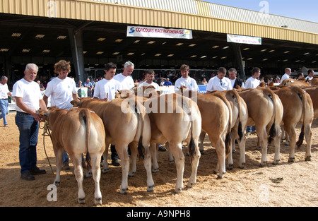 Bovini Fayre in Parthenay, Francia Foto Stock