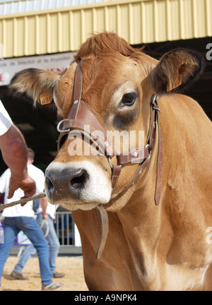 Bovini Fayre in Parthenay, Francia Foto Stock