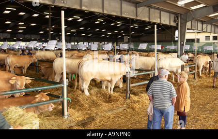 Bovini Fayre in Parthenay, Francia Foto Stock