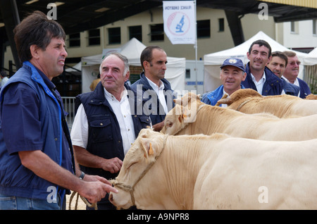 Bovini Fayre in Parthenay, Francia Foto Stock