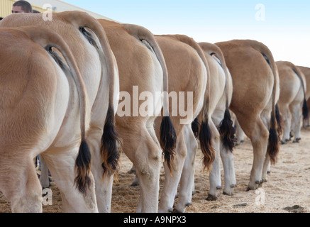 Bovini Fayre in Parthenay, Francia Foto Stock