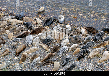 Colonia di Atlantic Le foche grigie Halichoerus grypus a terra sulla spiaggia di ciottoli sull isola Skomer off Pembrokeshire West Wales UK Foto Stock