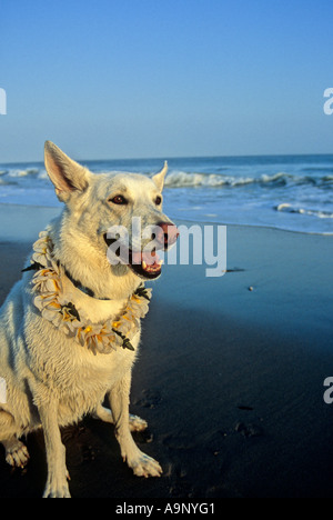 Cane bianco in spiaggia con lei Foto Stock