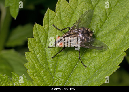 Carne Fly (Sarcophaga carnaria) maschio sulla foglia di ortica Foto Stock