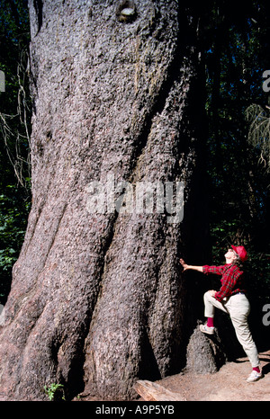 Il più grande living Sitka Spruce in British Columbia di Kitimat Northern British Columbia Canada Foto Stock