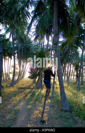 Un indiano che sale palme per ottenere noci di cocco la mattina. Andhra Pradesh, India Foto Stock