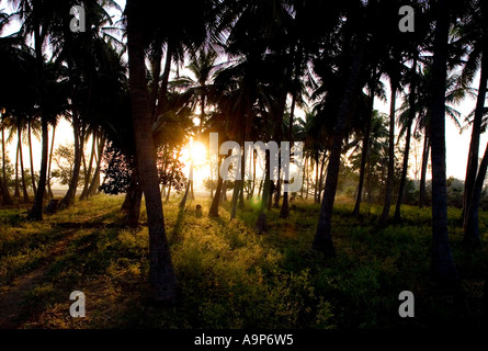 Sunrise dietro le palme in un boschetto di palme da cocco. Puttaparthi, Andhra Pradesh, India Foto Stock