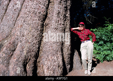 Il più grande living Sitka Spruce in British Columbia di Kitimat Northern British Columbia Canada Foto Stock