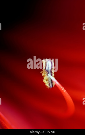 Macro di dettaglio Amaryllis stame Foto Stock