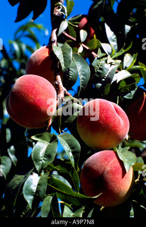 Mature le pesche che crescono su Orchard Pesco ramo, Sud Okanagan Valley, BC, British Columbia, Canada - Frutta fresca Foto Stock