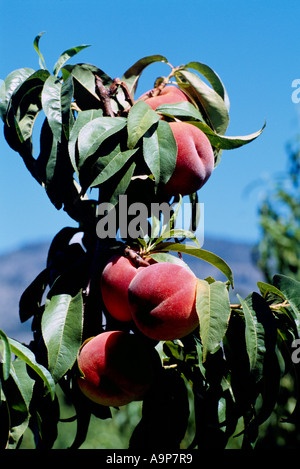 Mature le pesche che crescono su Orchard Pesco ramo, Sud Okanagan Valley, BC, British Columbia, Canada - Frutta fresca Foto Stock