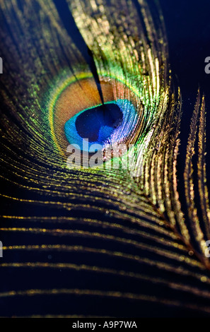 Peacock feather galleggiante sull'acqua contro uno sfondo nero sotto la luce diretta del sole Foto Stock