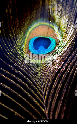Peacock feather galleggiante sull'acqua contro uno sfondo nero sotto la luce diretta del sole Foto Stock