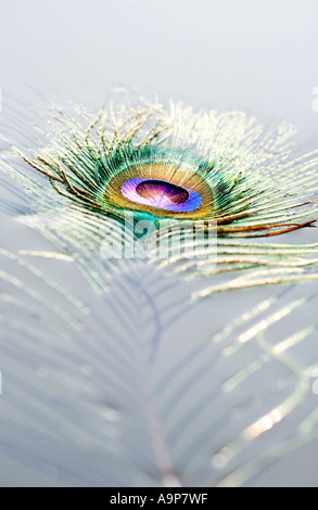 Peacock feather galleggia sulla superficie dell'acqua sotto la luce diretta del sole Foto Stock