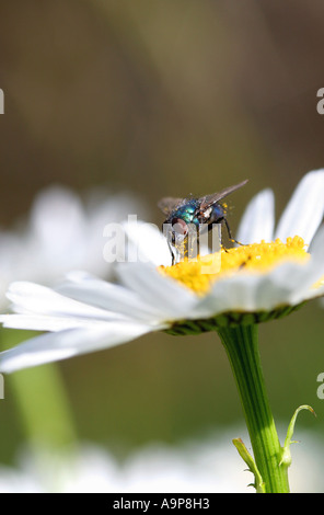 Volare in appoggio sul collegamento daisy nel giardino inglese Foto Stock