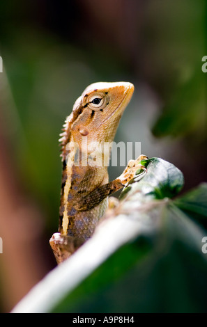 Piccola lucertola seduto su un ramo in India Foto Stock