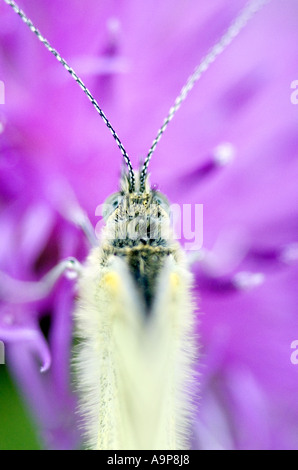 Il cavolo bianco butterfly poggiante su thistle vista dall'alto dettaglio macro Foto Stock