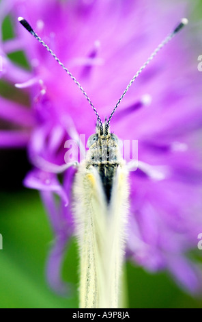 Il cavolo bianco butterfly poggiante su thistle vista superiore Foto Stock