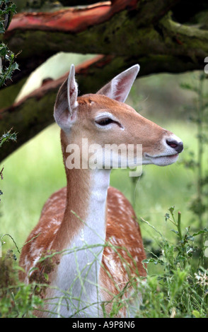 Femmina di daino riposo sotto ramo di albero nella campagna inglese Foto Stock