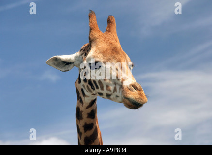 Giraffa ritratto di testa contro il cielo blu Foto Stock