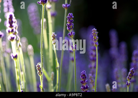 Lavandula angustifolia "vera". Fiori di lavanda in presenza di luce solare Foto Stock