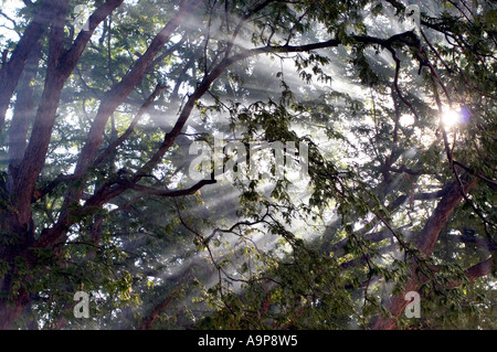 Al mattino i raggi di luce del sole attraverso gli alberi nelle zone rurali del sud dell India Foto Stock