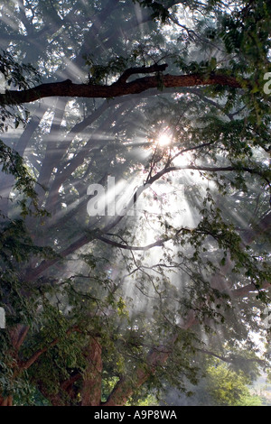 Al mattino i raggi di luce del sole attraverso gli alberi nelle zone rurali del sud dell India Foto Stock