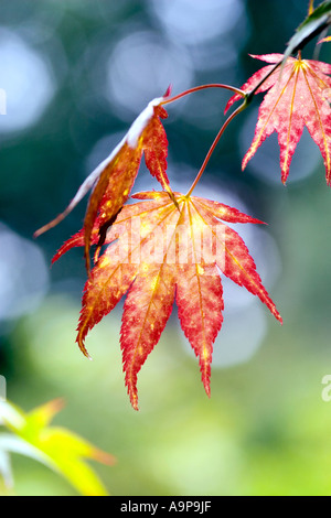 Japanese maple leaf contro screziato albero luce Foto Stock