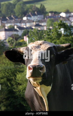 Mucca con la città di Totnes in background. Devon Foto Stock