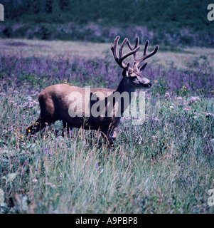 Mule Deer Buck (Odocoileus hemionus) in velluto in piedi nel prato di fiori selvaggi - North American animali selvatici Foto Stock