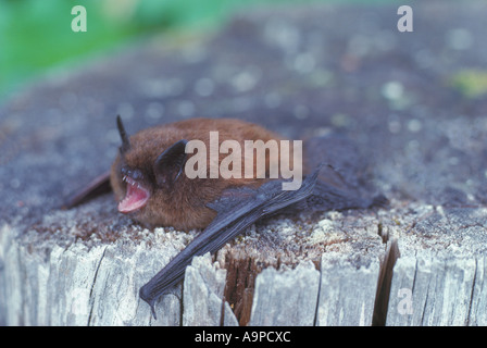 Little Brown Bat (Myotis lucifugus) giacente su un ceppo di albero - North American insettivori i pipistrelli Foto Stock