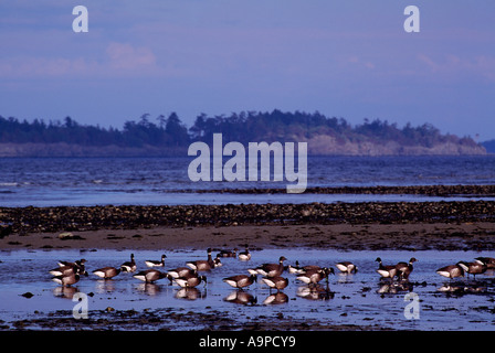 Pacific Black Brant oche con il nome latino di Branta bernicla sul percorso di migrazione sull'Isola di Vancouver in British Columbia Canada Foto Stock