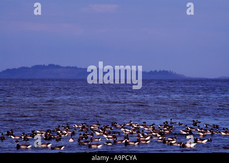 Pacific Black Brant oche con il nome latino di Branta bernicla sul percorso di migrazione sull'Isola di Vancouver in British Columbia Canada Foto Stock