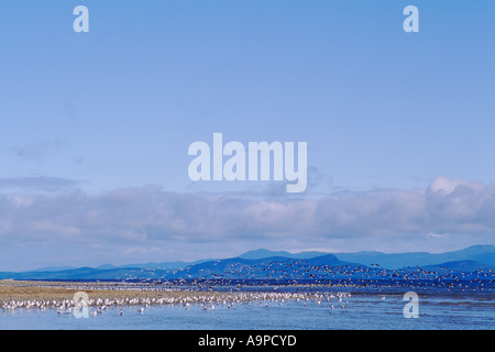 Migrating Pacific Black Brant Geese (Branta bernicla) aka Brent Geese on Migration Path Vancouver Island British Columbia Canada Foto Stock