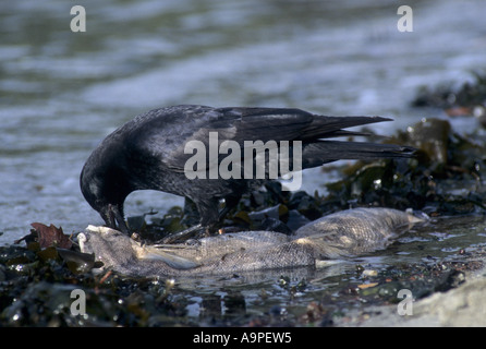 Northwestern Crow Corvus caurinus alimentazione su lavato fino il salmone Stanley Park a Vancouver BC Canada Foto Stock