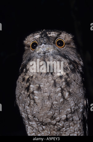 Bruno Frogmouth Podargus strigoides Australia captive Foto Stock