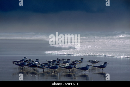 Crested tern Sterna bergii e avvicinando storm Fraser Island Queensland Australia Foto Stock