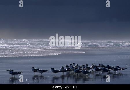 Crested tern Sterna bergii e avvicinando storm Fraser Island Queensland Australia Foto Stock