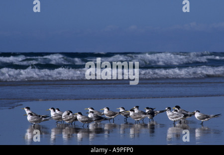 Crested tern Sterna bergii e avvicinando storm Fraser Island Queensland Australia Foto Stock