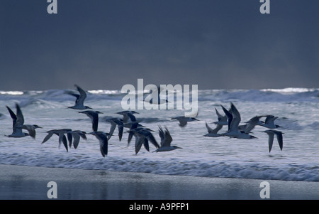 Crested tern Sterna bergii e avvicinando storm Fraser Island Queensland Australia Foto Stock